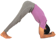 Hombre haciendo una V invertida Asana el delfin- Tercer movimiento- Segundo movieminto-Primer moviemiento Hombre haciendo como una V invertida, apoyado sobre sus codos y el trasero ergido y apaoyado con la punta de los pies, ahora moviendo la cabeza hacia el suelo