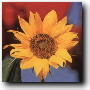 Girasoles Girasoles